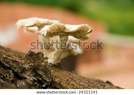 Wild mushrooms that grew up on the side of an old Mango tree in the country side of Sao Paulo
