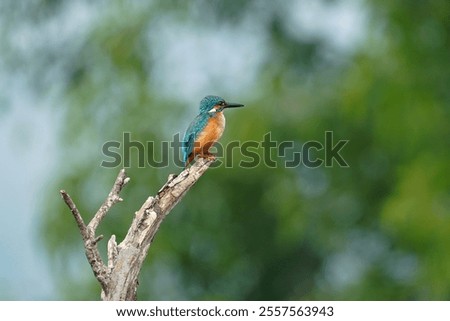 Similar – Image, Stock Photo Kingfisher waiting for prey