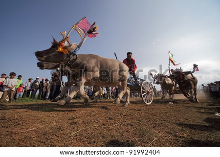 BALI, INDONESIA-JULY 5: Two team compete in makepung (buffalo chariot race) on July 5, 2009 in Bali, Indonesia. The race originated between local farmers after harvesting during their spare time