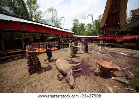 TANA TORAJA, INDONESIA- JAN 30: Villagers bring food for the burial ceremony guest and pass beside a slaughtered buffalo on Jan 30, 2010 in Tana Toraja, Sulawesi, Indonesia.