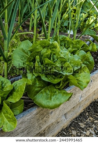 Similar – Foto Bild Salatanbau Nahrungsmittel