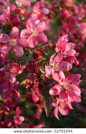 Flowering apple-tree, red flowers, spring, tree