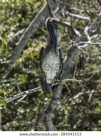 A pelican sitting in a tree looking over his fishing grounds.  Did not know the webbed feet of a pelican is able to cling to a limb.