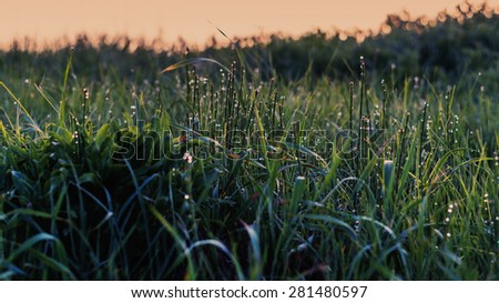 Dew on green grass in sunrise beams at early morning