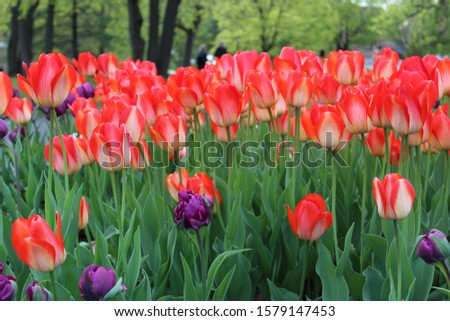 floral Images from Albany ny tulip fest Stock fotó © 