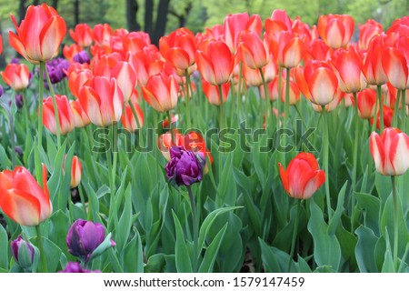 floral Images from Albany ny tulip fest Stock fotó © 