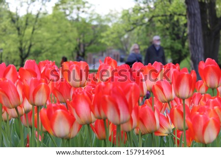 flowers from albany ny tulip fest Stock fotó © 