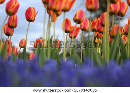 flowers from albany ny tulip fest Stock fotó © 