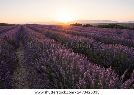 Similar – Image, Stock Photo Valensole: fields of lavender