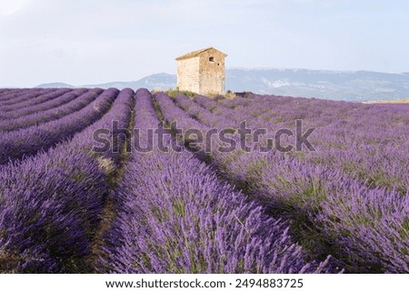 Similar – Image, Stock Photo Lavender in Provence