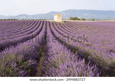 Similar – Image, Stock Photo Lavender in Provence