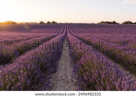 Similar – Image, Stock Photo Valensole: fields of lavender