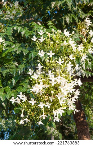 Indian cork tree (Millingtonia hortensis Linn.f) flowers and sky