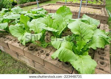 Lettuce Growing on urban farm