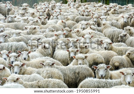 Similar – Image, Stock Photo Flock of sheep, closely packed together