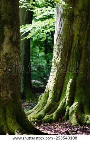 Old beech tree in the virgin forest Sababurg north of Kassel (Hessen, Germany), lush green leafs in the morning light, soft bokeh in the background./Old beech forest in the spring