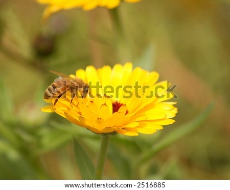Honey bee on Flower