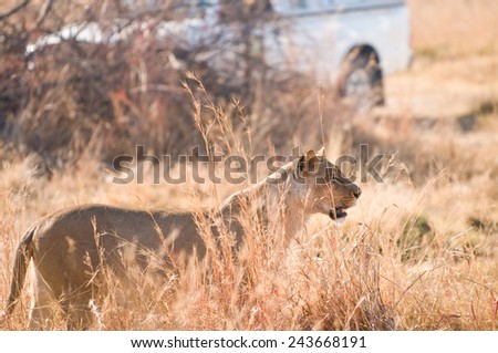 Lioness Stalking through tall grass along side a safari vehicle