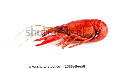 Cooked Red Crawfish Isolated on a White Background ストックフォト © 