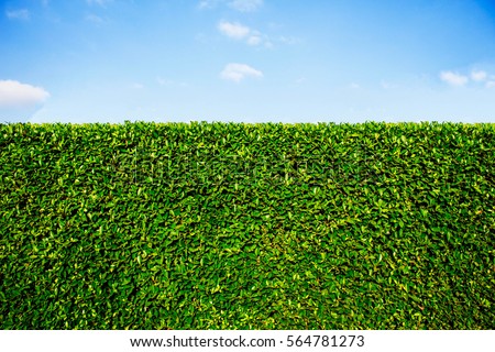 Similar – Image, Stock Photo Green hedge with blue sky and trees on the background, closeup of a hedge home garden in the summer nature