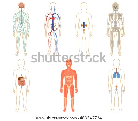 Set Of Human Organs And Systems Of The Body Vitality. Vector