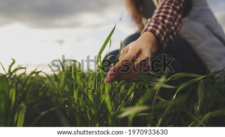 Farmer hand touches green leaves of young wheat in the field, the concept of natural farming, agriculture, the worker touches the crop and checks the sprouts, protect the ecology of the cultivated