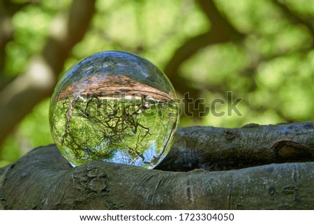 view on a lens ball on branch of a beech in the mirror the witches forest, mystic landscape with crippled beech trees in a forest in summer and wia beautiful bokeh background, Gemany Rügen Zdjęcia stock © 