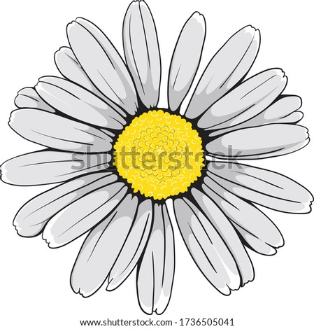 Beautiful Oxeye daisy vector flower with hand-drawn outline.