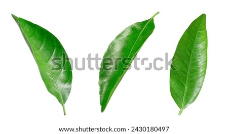 Image, Stock Photo A single orange hanging from a tree with a clear sky as background