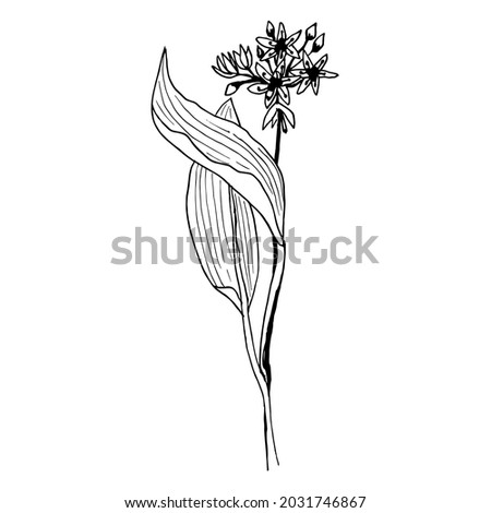 Allium ursinum Vector botanical illustration in a linear sketch style medicinal herb