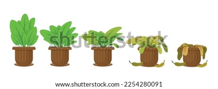 Flower houseplant withering phases vector flat illustration. Potted flower life cycle from blossomed to dry sick leaf and dead. Floral dying process. Abandoned botanical plant bad care sequence