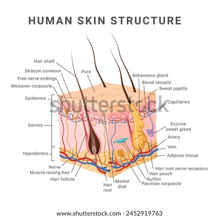 Human skin layer structure infographic medical scheme isometric vector illustration. Dermatology education diagram epidermis dermis hypodermis component cross section education data diagram