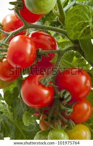 Bunch of growing tasty tomatoes for background use