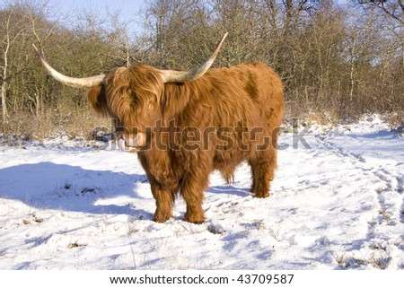 Scottish highlander in the snow licking his nose