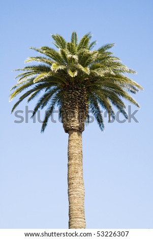 Large palm tree in the sun with blue sky background