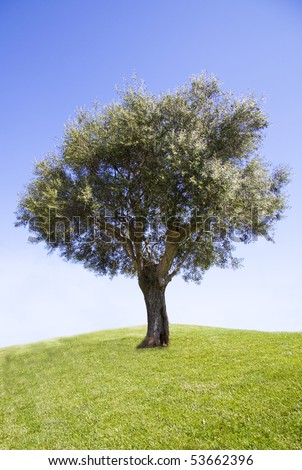 Olive tree in the sun with blue skies