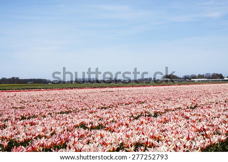 Red white tulip field for background use