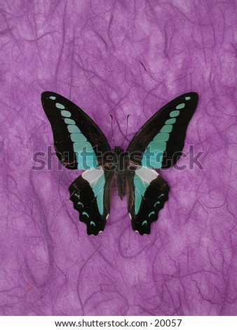 Butterfly on rice paper.