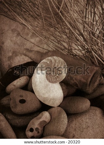 Stones,nautilus shell, and old bottle still life. this image has been mix media processed and has a gorgeous arty texture.