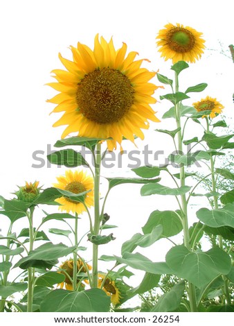 Sunflowers, white background.