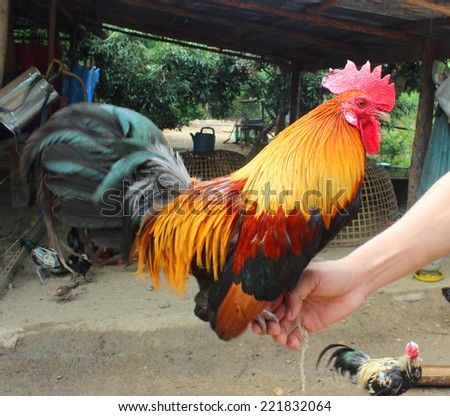 Thailand Chicken Hunter for collision with an opponent very well.