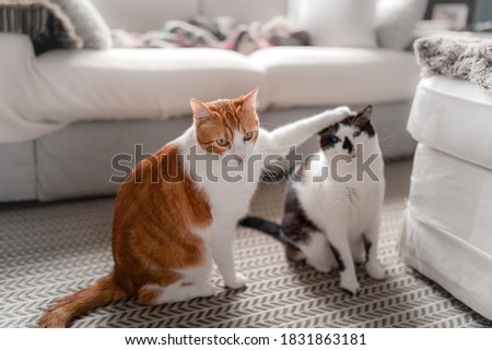 Similar – Foto Bild Hauskatze in seinem Körbchen