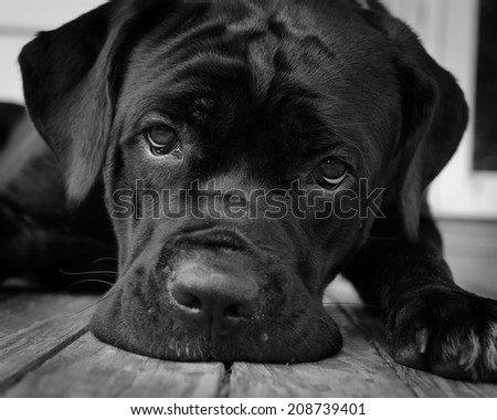 Gurdy on Porch - A black and white pet portrait of a Cane Corso puppy.