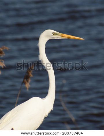 Great White Egret near the water at Bombay Hook.