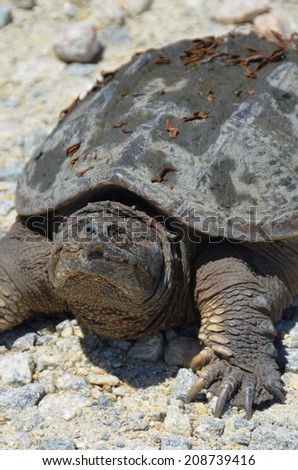 Smiling Turtle, a snapping turtle on the gravel road in Bombay Hook State Park.