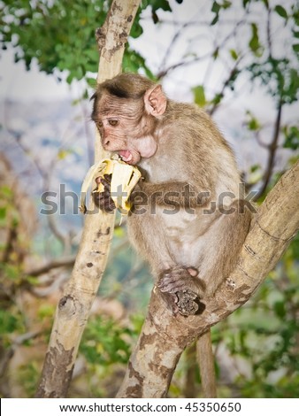 Monkey on tree eats banana