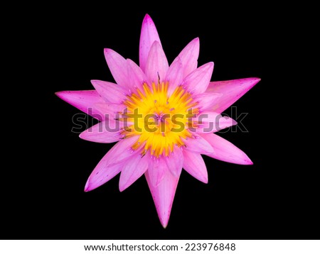 Pink lotus with yellow pedals isolated on black background