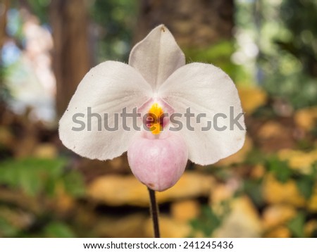 Lady slipper orchid is unique shape orchid and very beautiful