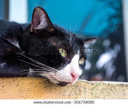 Adult black and white color cat lay on outdoor corridor, selective focus on its eye