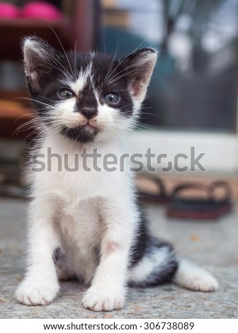Little cute kitten, selective focus on its eye, look to the sky